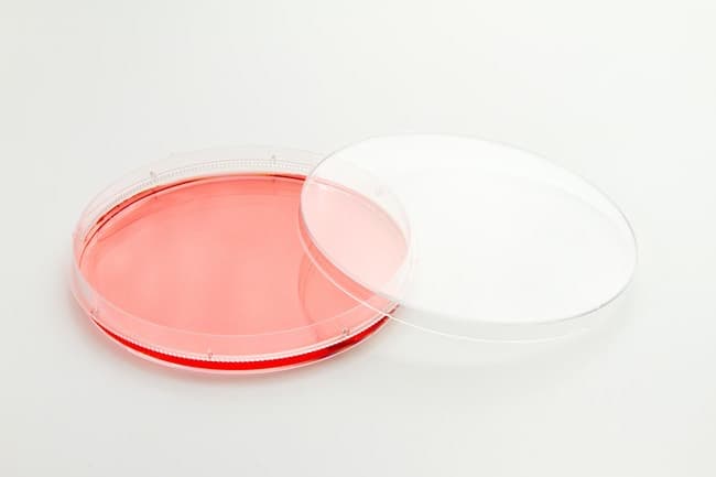 Thermo Scientific™ Nunc™ EasYDish™ Cell Culture Dishes, TC Surface