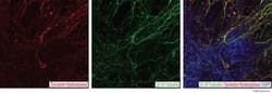R&D Systems™ Human/Mouse Dopaminergic Neuron Differentiation Kit